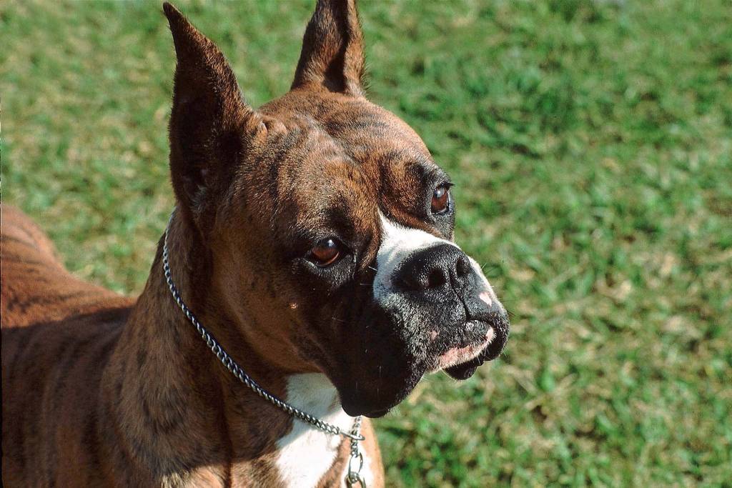 Meu cão pode ter depressão?