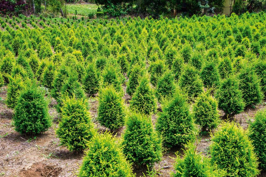 Os paulistanos que ainda produzem árvores naturais de Natal