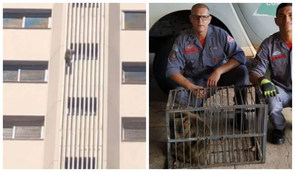 Macaco escala prédio de 16 andares no interior de São Paulo