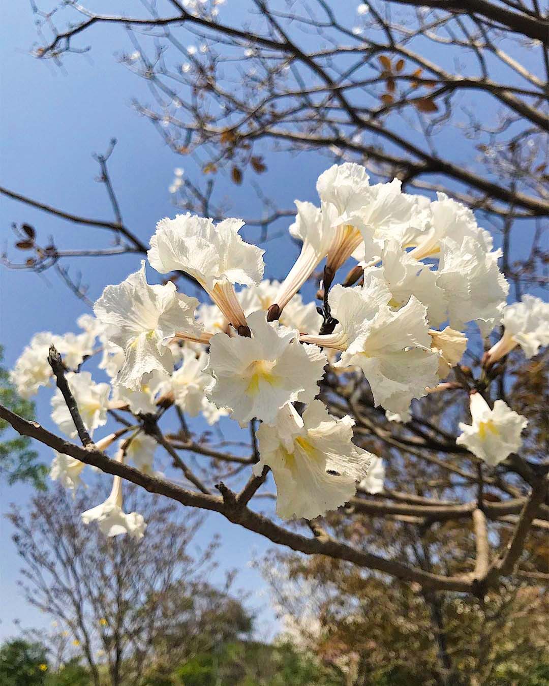 parque da juventude@cesardeca15