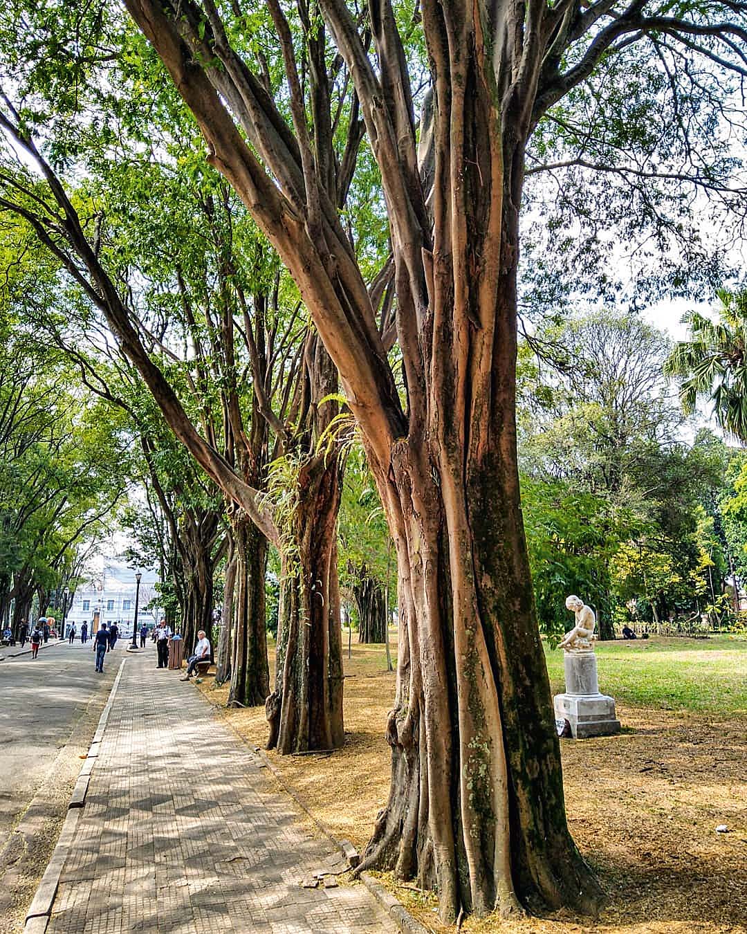 parque da luz@luizrcsb