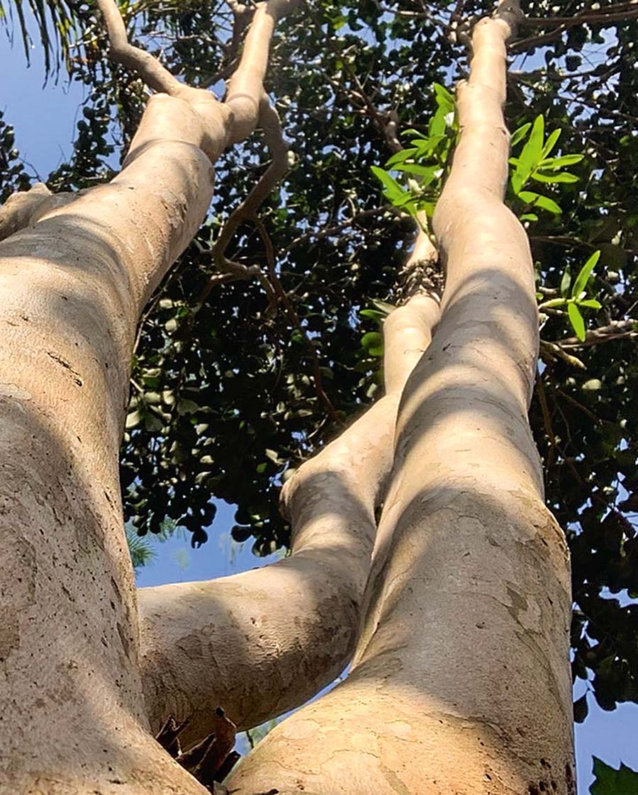 pra&ccedil;a homero silva@depeape