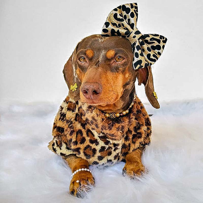 #Meupet: a dachshund arrasa no look de oncinha