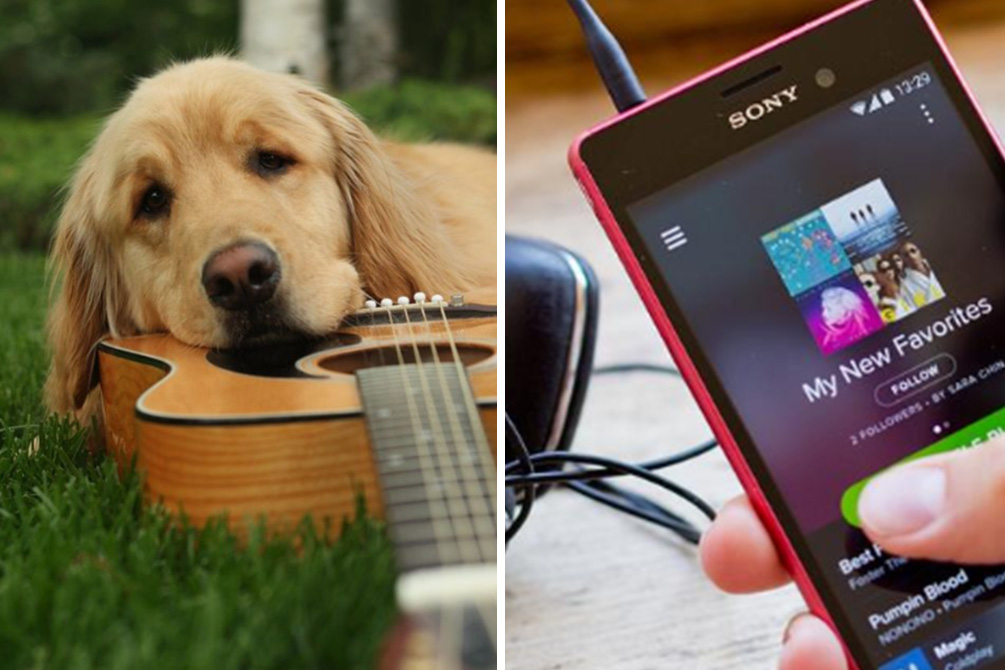 Como fazer uma playlist personalizada para o seu pet no Spotify?