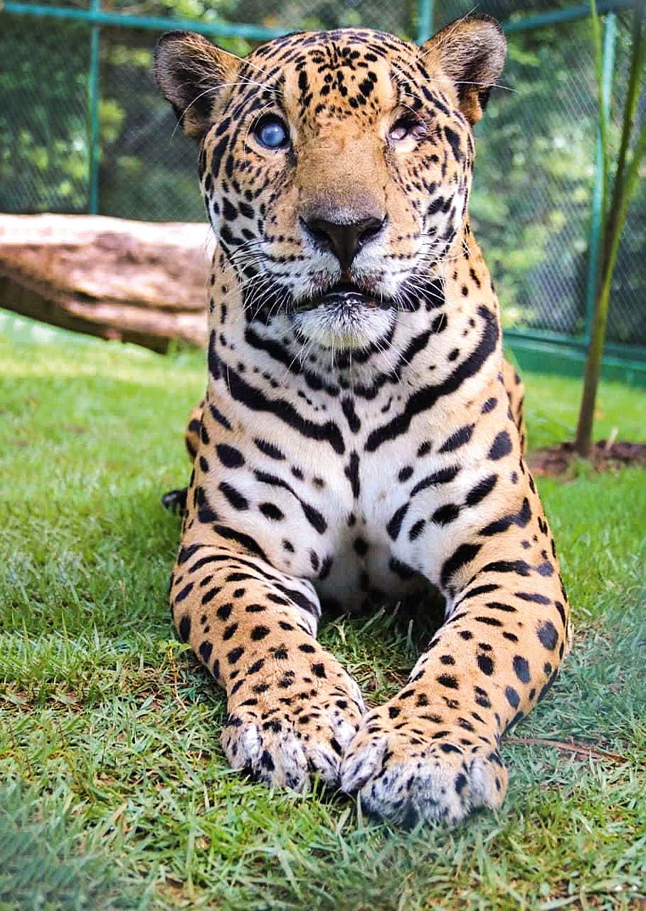 Cega dos dois olhos, a onça-pintada Merlin recebe casa adaptada