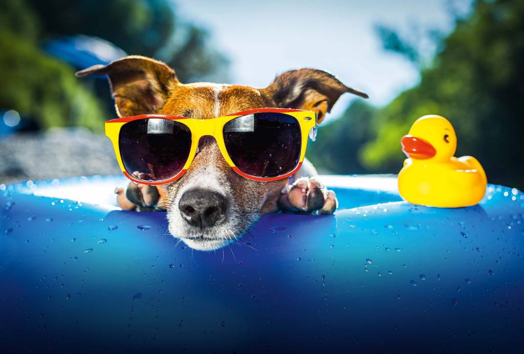 Verão: Saiba quais são os cuidados necessários com seu pet