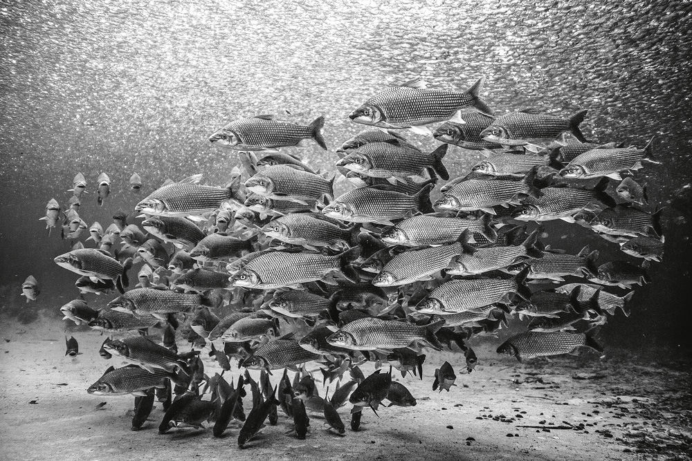 Diário de Viagem: Pantanal ganha brilho em relato de Luciano Candisani