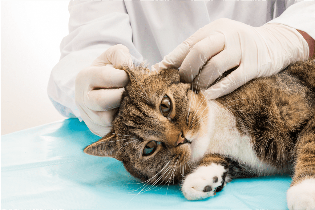 Doença renal: um risco para os pets idosos