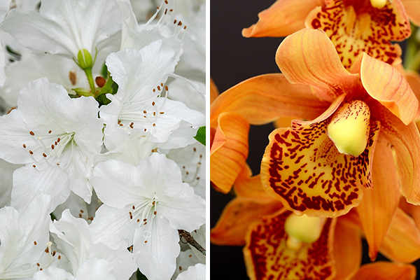 Empresa entrega flores em casa com preço de custo
