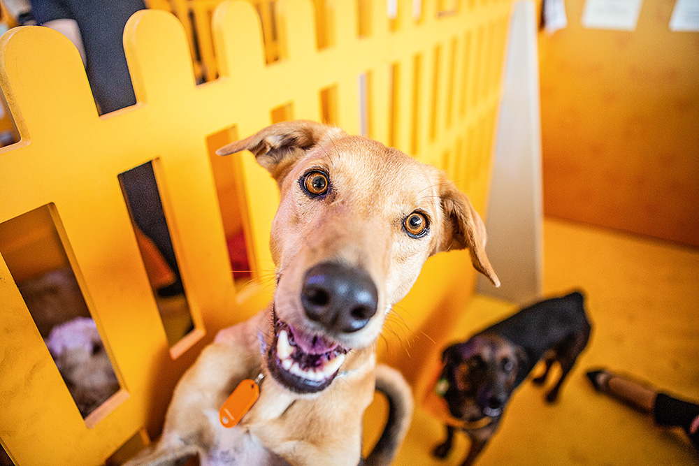 Projeto organiza videoconferências com cachorros para adoção