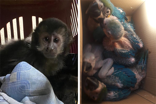 Traficante de animais silvestres, apontado como um dos maiores do país, é preso em SP