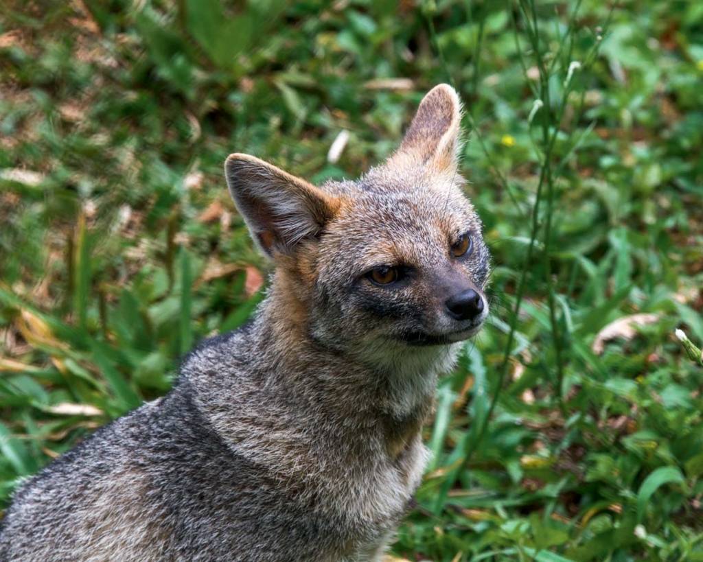 Zoológico de São Paulo Zoológico de São Paulo