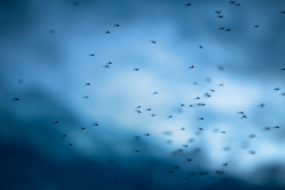 O custo da água suja: pernilongos atormentam moradores em São Paulo