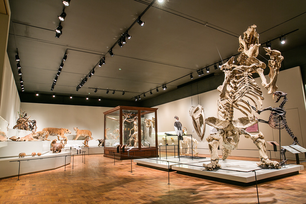 Dois belos passeios virtuais para fazer com as crianças em setembro