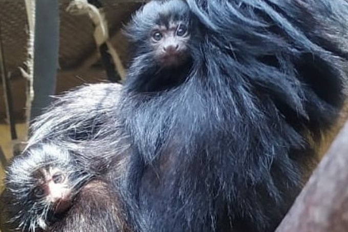 Zoológico de São Paulo ganha dois filhotes de mico-leão-preto
