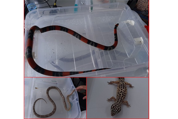 Estudante de veterinária é flagrado mantendo animais silvestres sem autorização