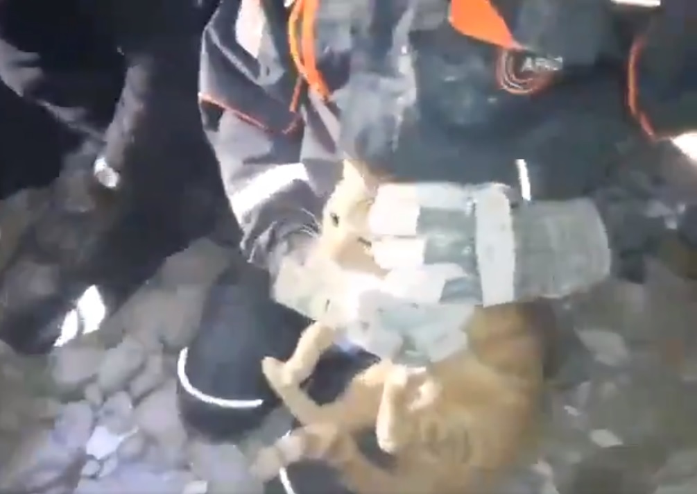 Gato é resgatado sob escombros horas após grave terremoto na Turquia
