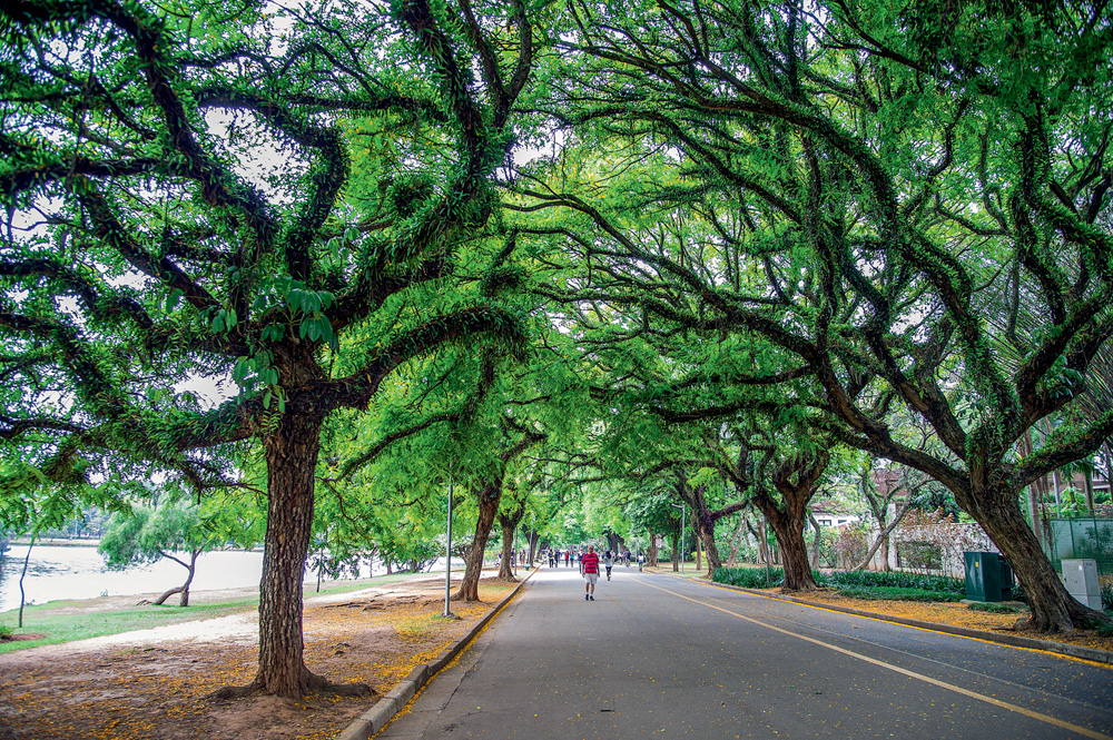 Parque Ibirapuera funciona normalmente após desabamento