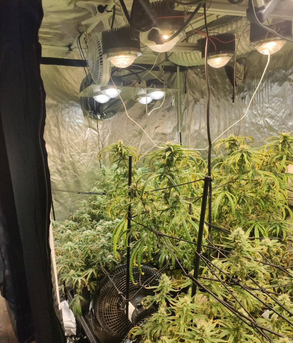 Polícia descobre plantação de maconha em apartamento de Higienópolis