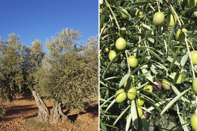 Oliveiras e azeitonas
