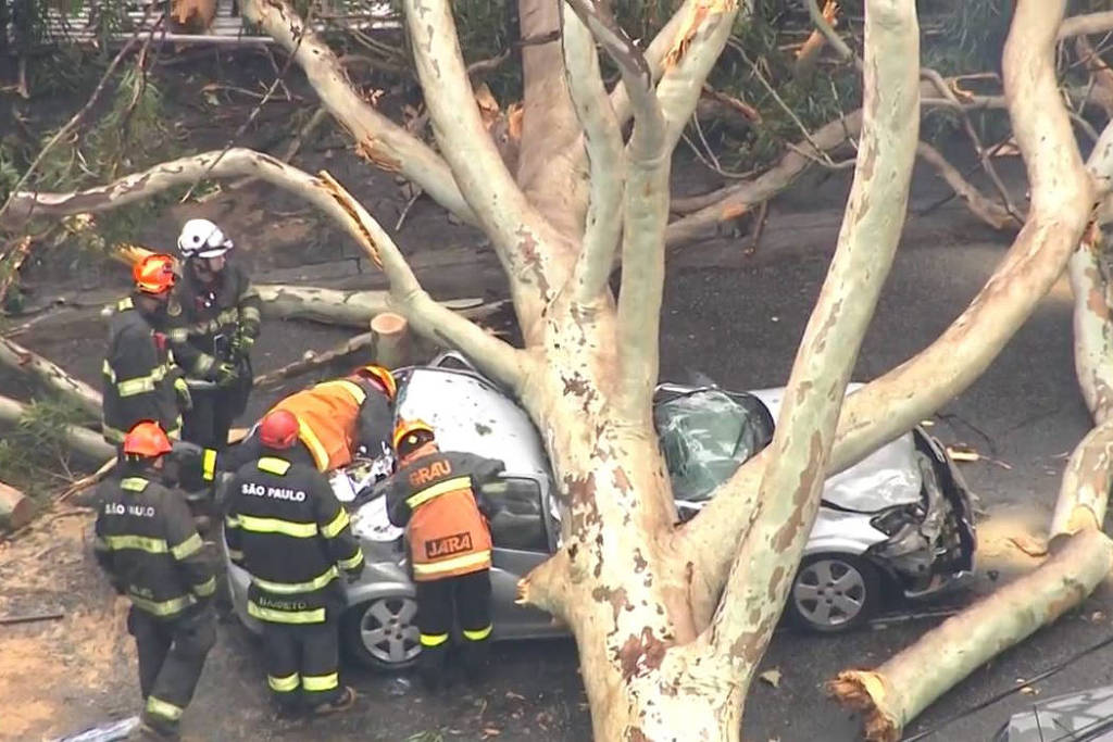 Mais de 115 árvores já caíram nesta semana após chuvas; uma mulher morreu