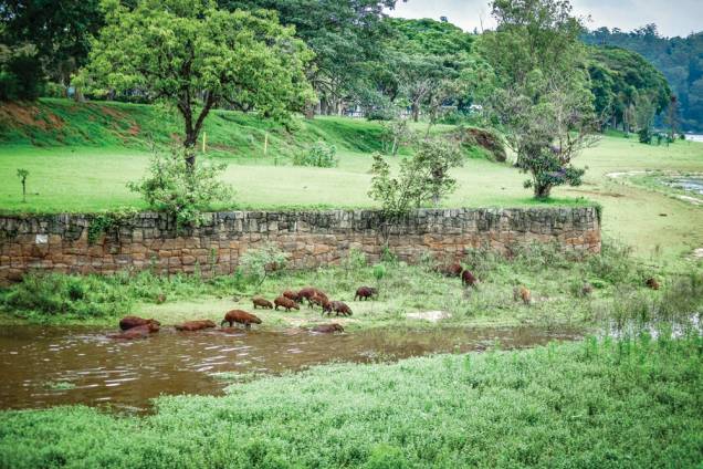 Capivaras que habitam a represa: maior roedor do mundo Capivaras que habitam a represa: maior roedor do mundo