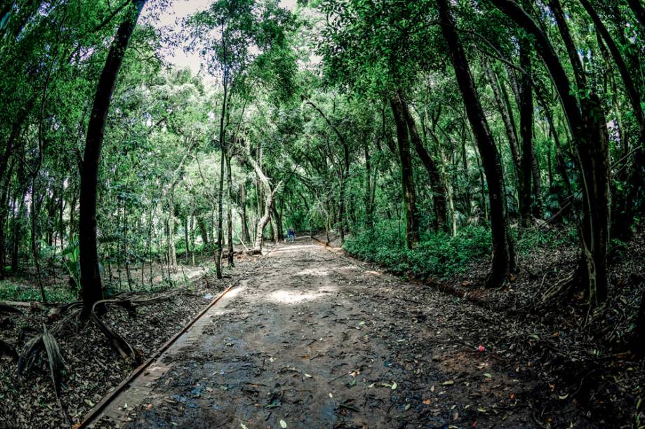 Bosque no Parque Augusta: tombado