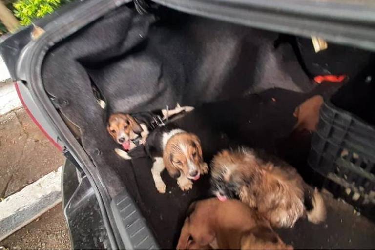 Polícia resgata na capital vinte cães com sinais de maus tratos