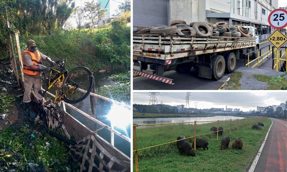 Homem bicicleta capivaras rio pinheiros pneus caminhão Montagem com três imagens. À esquerda, homem retira uma bicicleta de uma margem do Rio Pinheiro em que há muita mata em volta. Na imagem à direita, um caminhão estacionado lotado de pneus em sua caçamba. Na última, margem do Rio Pinheiros com várias capivaras deitadas na grama.