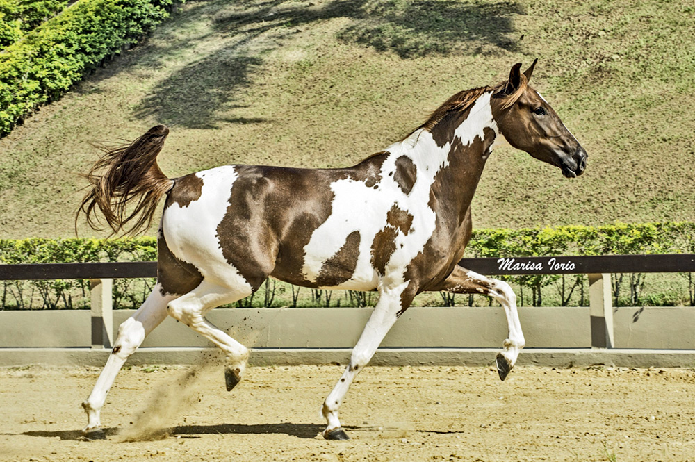 Cavalo do senador Alexandre Giordano Um cavalo marrom e branco corre em um haras com bastante grama