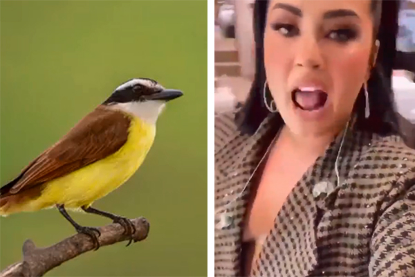 Canto do bem-te-vi invade vídeos aleatórios e vira meme nas redes sociais