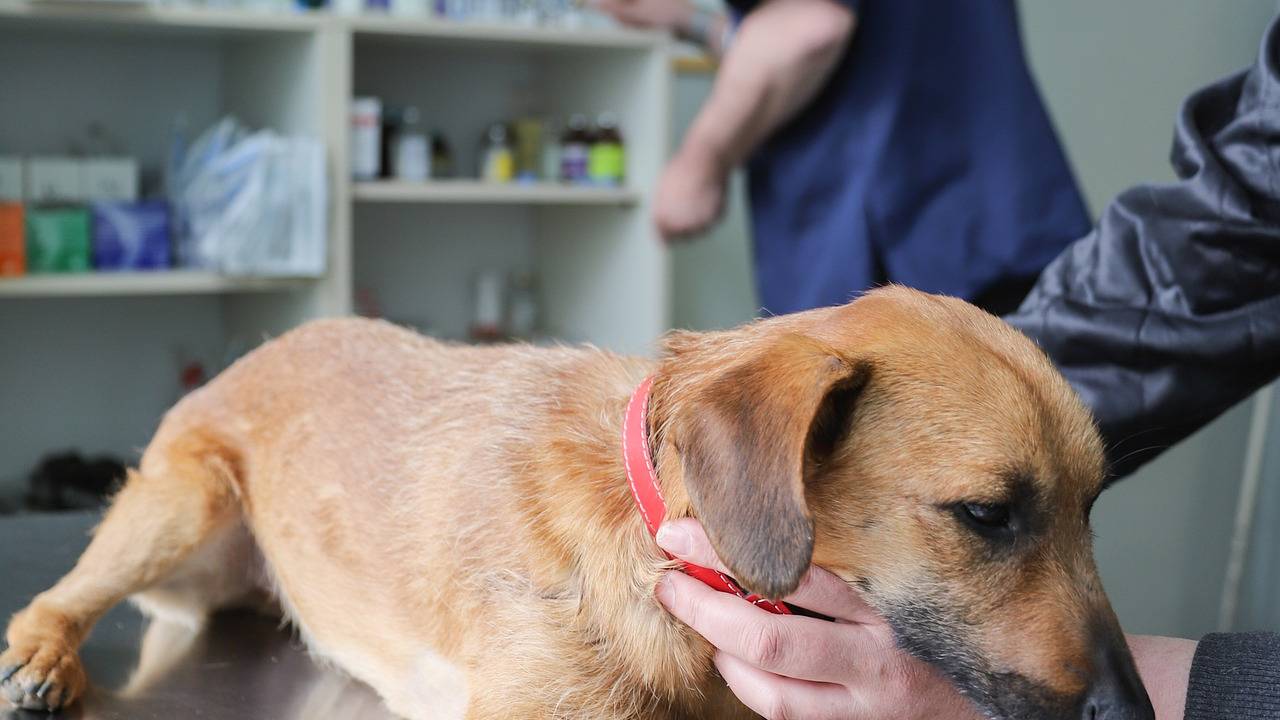 Imagem mostra cachorro sendo examinado em mesa de consultório veterinário