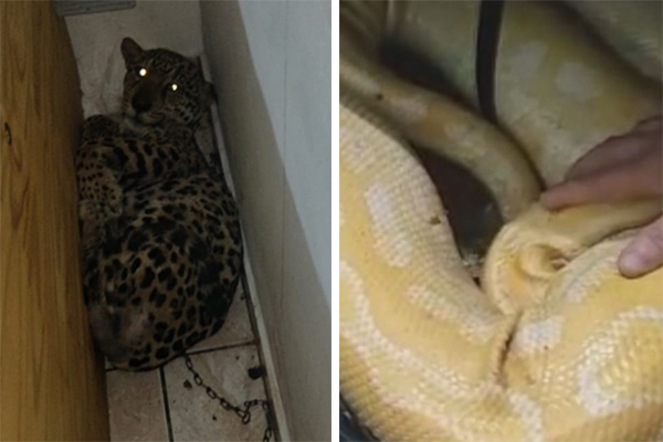 Imagem mostra, à esquerda, onça deitada acorrentada em pequeno canto de quarto; à direita, policial coloca a mão em cobra dentro de mala