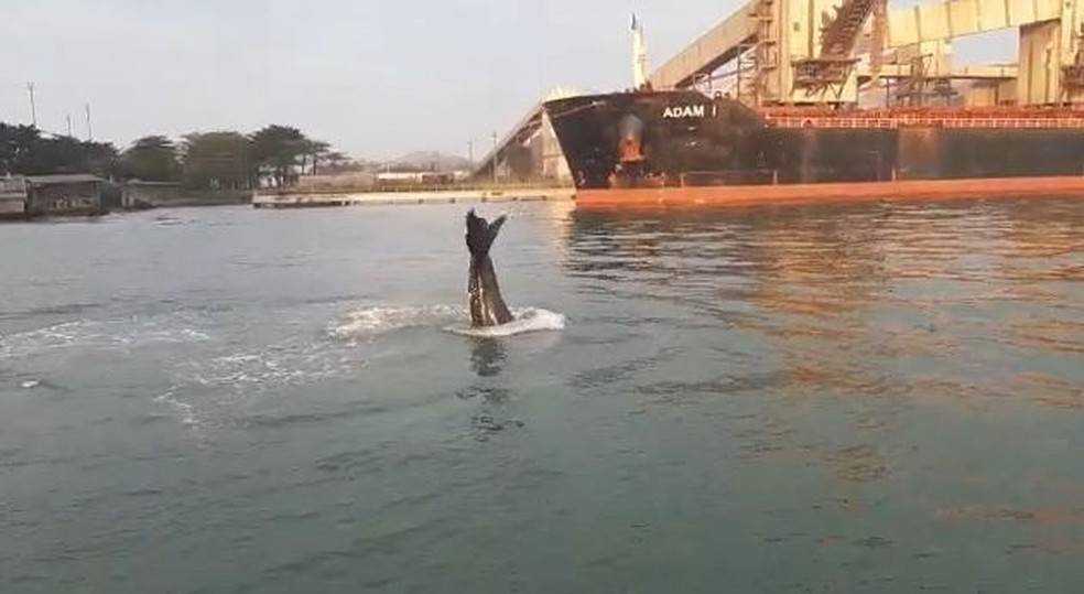 Baleia jubarte é vista no canal do Porto de Santos