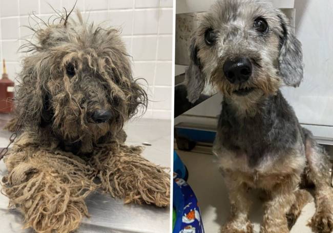 A cadela Margarida: salvamento durante campanha de vacinação Na montagem, uma cadela aparece bastante maltratada, com os pelos sujos e entrelaçados; na outra imagem, após tratamento, ela aparece limpa e bem cuidada