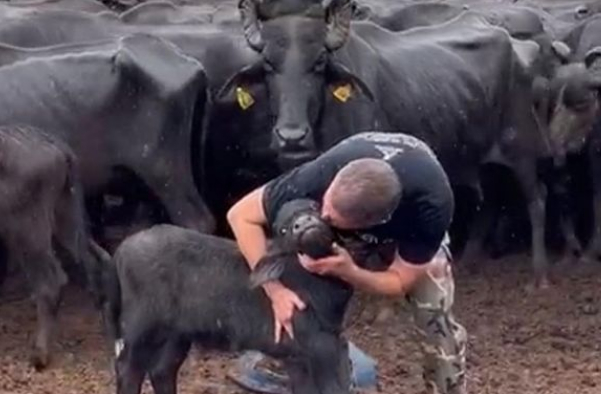 Búfalos vítimas de maus-tratos são encontrados em fazenda de Brotas