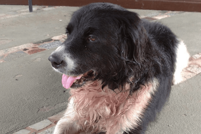 Cachorro é baleado ao salvar dona de assalto em casa