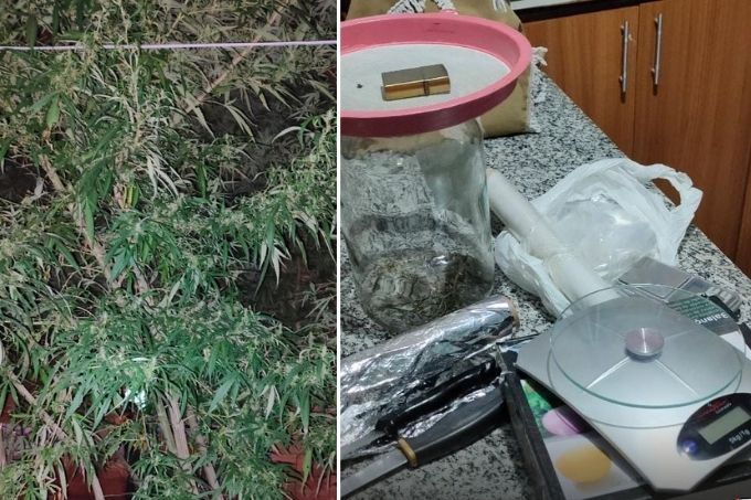 PM prende homem que cultivava maconha no quintal de casa para vender