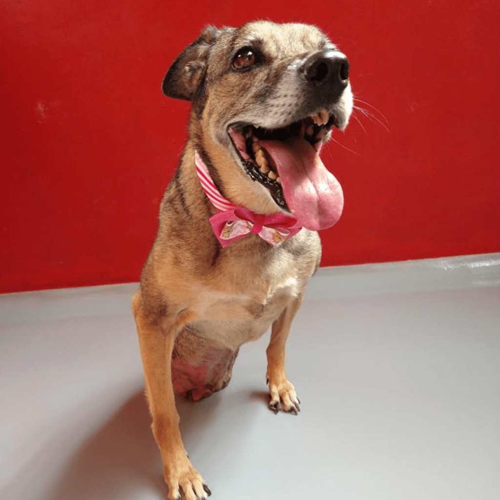 Projeto – Cãodeirante (Divulgação) (15) Com parede de fundo vermelho, imagem mostra cachorro de pelos claros e lenço no pescoço.
