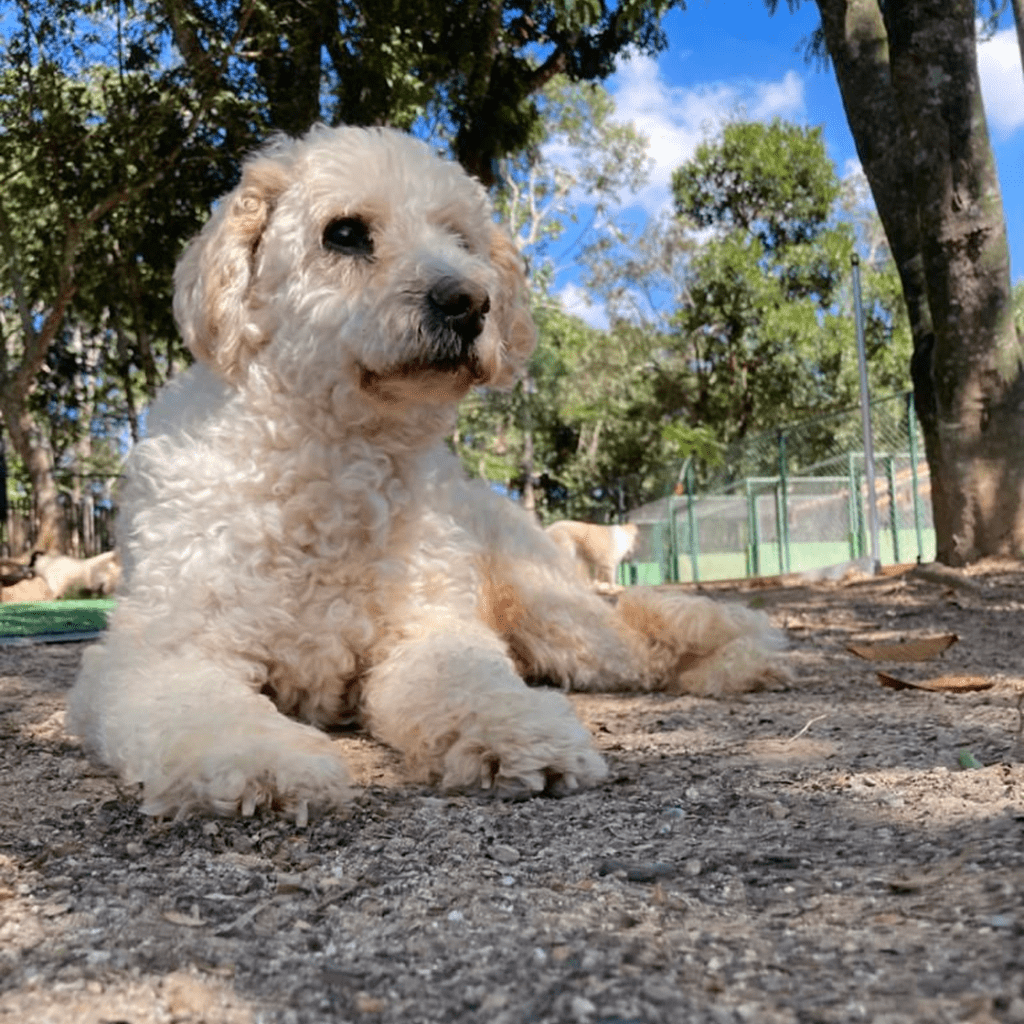 Projeto – Cãodeirante (Divulgação) (9) Cachorro de pelos brancos, tipo um poodle, aparece deitado no asfalto com árvores ao fundo.