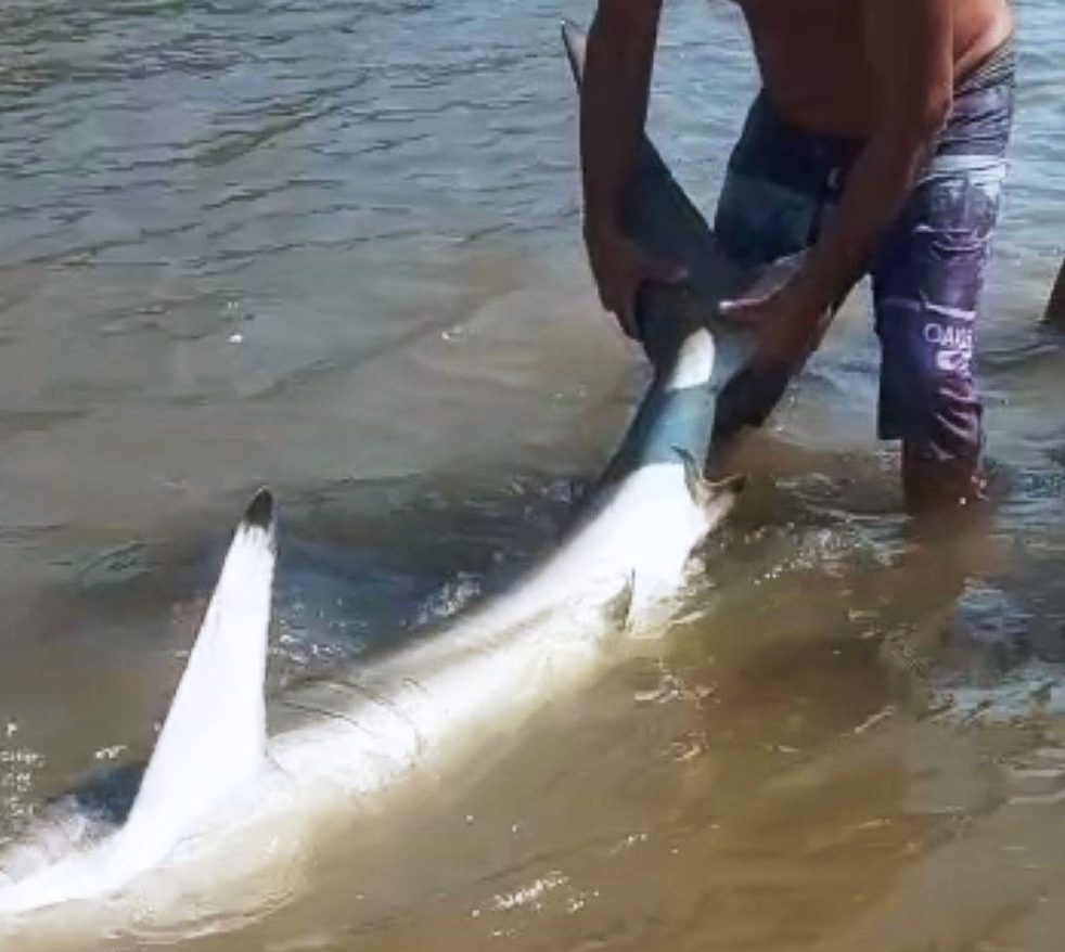 Banhista pega tubarão que invadiu litoral de SP com as mãos