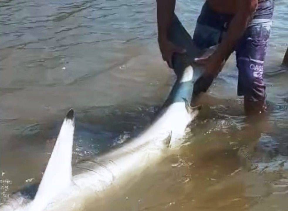 Imagem mostra um banhista pegando com as duas mãos a causa do tubarão onde a água encontra a areia da praia