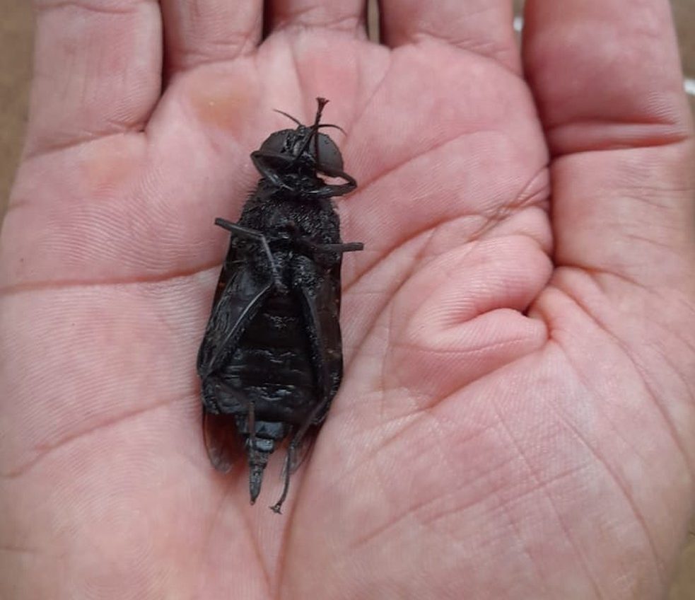 ‘Super mosca’ é encontrada no litoral de São Paulo