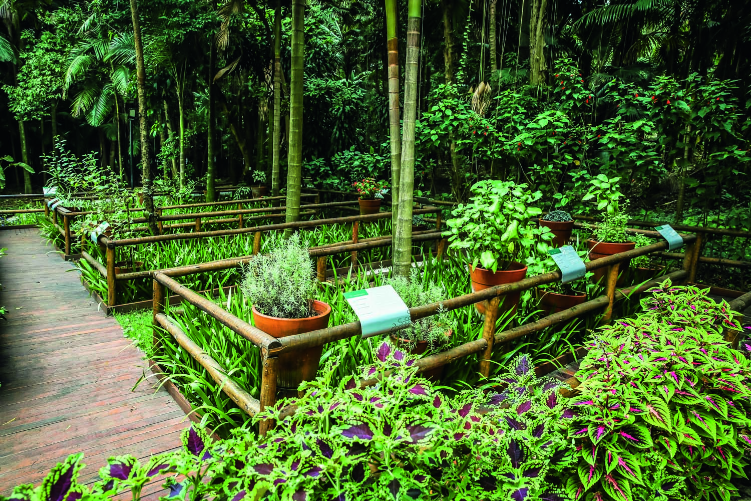 Imagem mostra jardim com plantas e vasos.