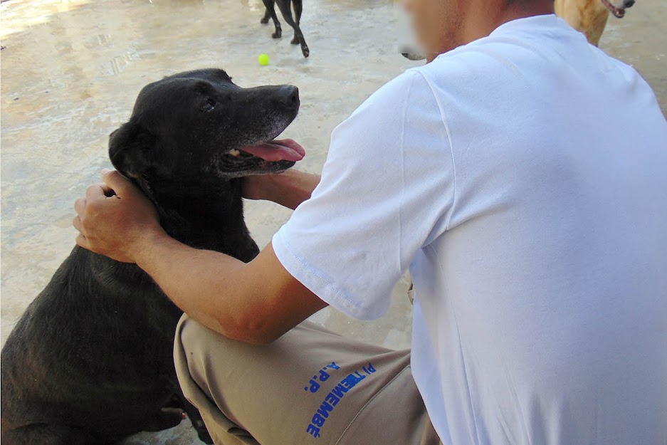 Detentos cuidam de gatos e cães em presídio de São Paulo