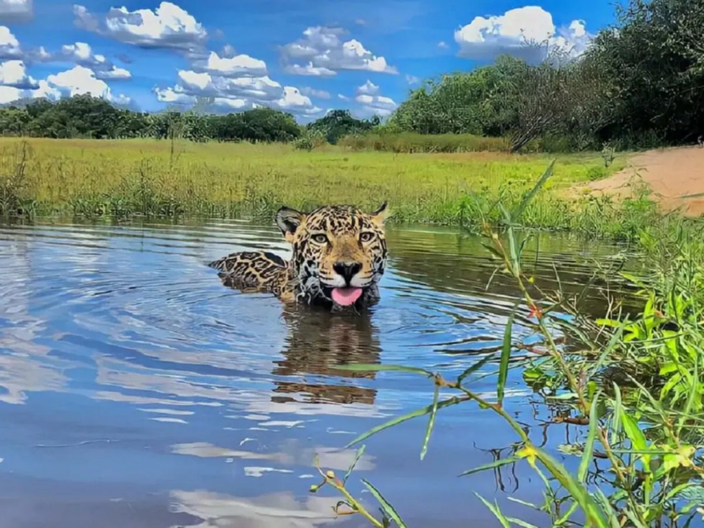 A triste história de Matí, a onça da novela Pantanal