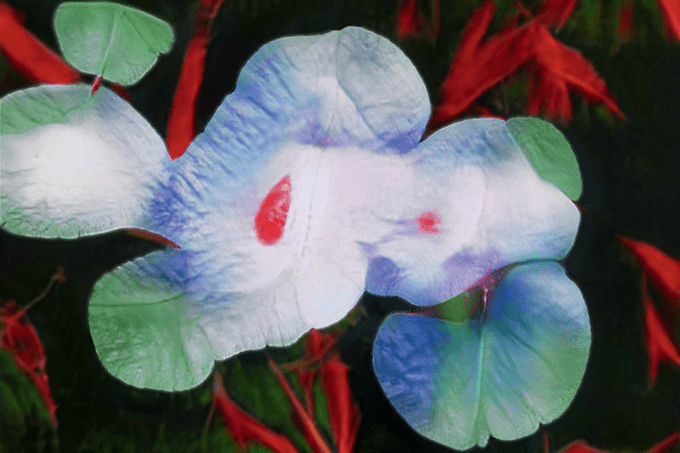 Com botânica e tecnologia, exposição no Museu Judaico aborda preconceito