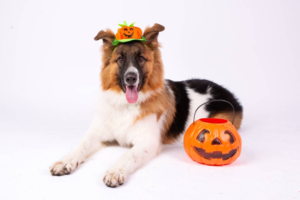 DF_FOTOGENIA PET_Hype Dogs_Halloween Shopp JK-3 copiar Cachorro fantasiado com chapéu de abóbora de Halloween. Há uma cesta de abóbora do lado dele também