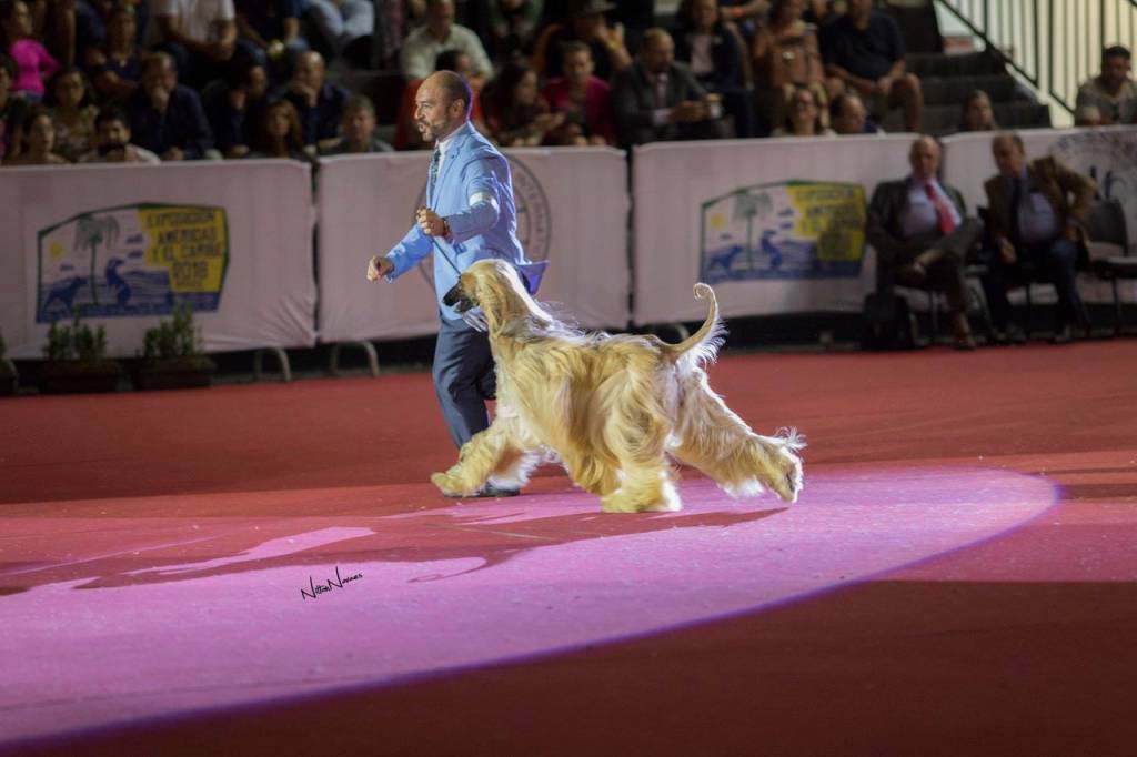 Expo Center Norte terá feira com 4 000 cães de 50 países