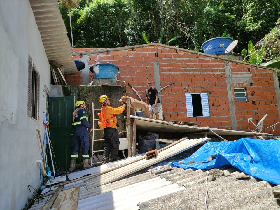 Litoral norte: 19 cães e gatos já foram resgatados de escombros